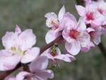 Аномальное тепло в Севастополе – цветут плодовые деревья